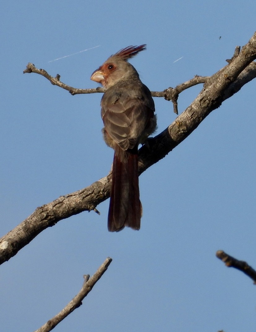 ML464922021 - Pyrrhuloxia - Macaulay Library