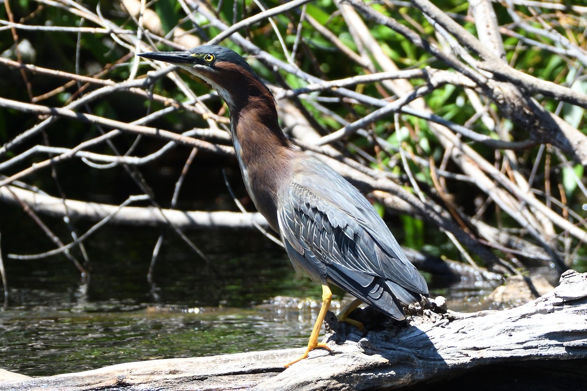 Green Heron - ML464923711