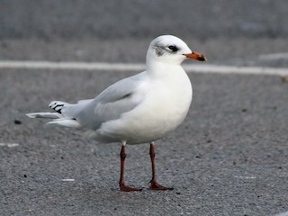 ニシズグロカモメ - eBird