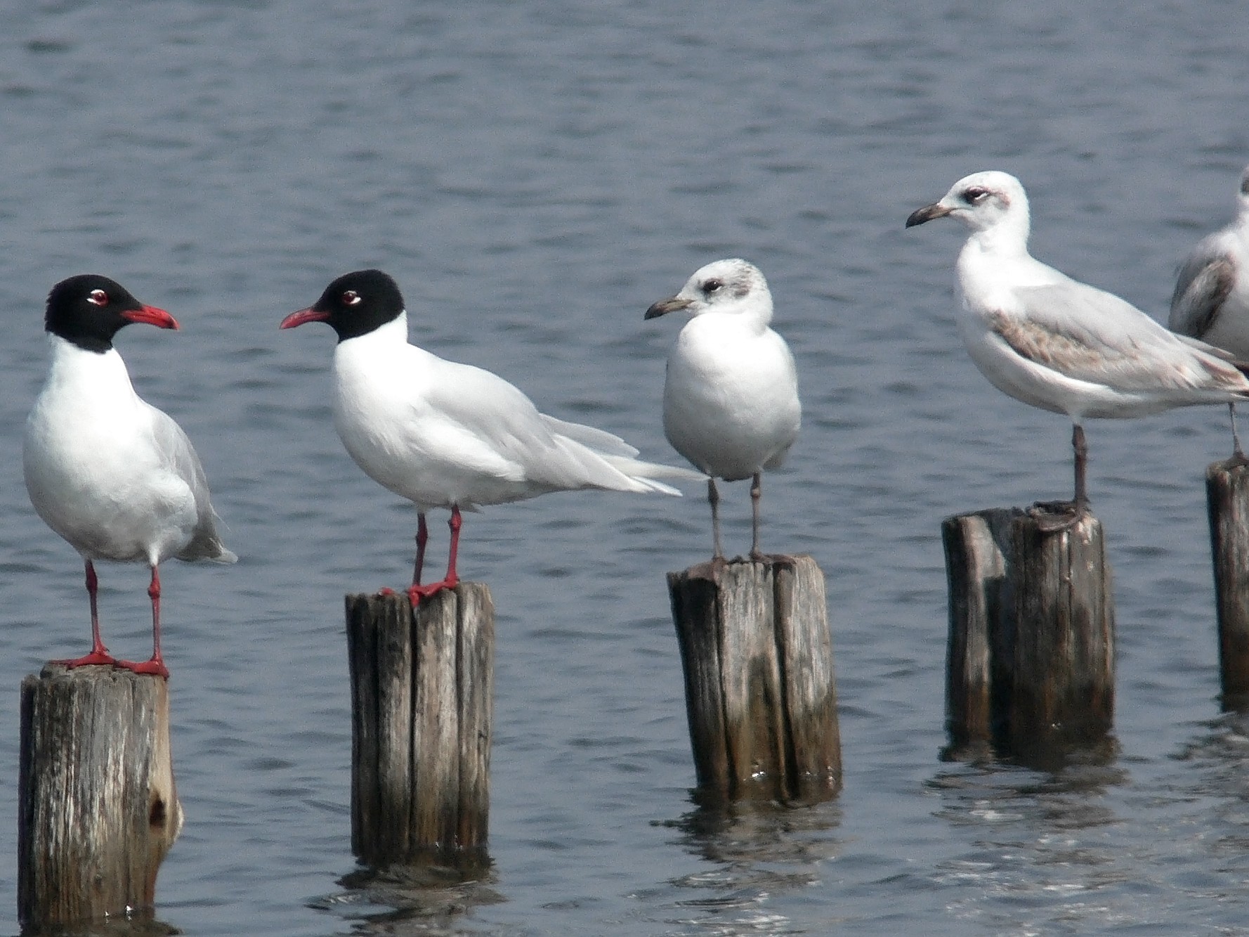 Mediterranean Gull - Steven Mlodinow