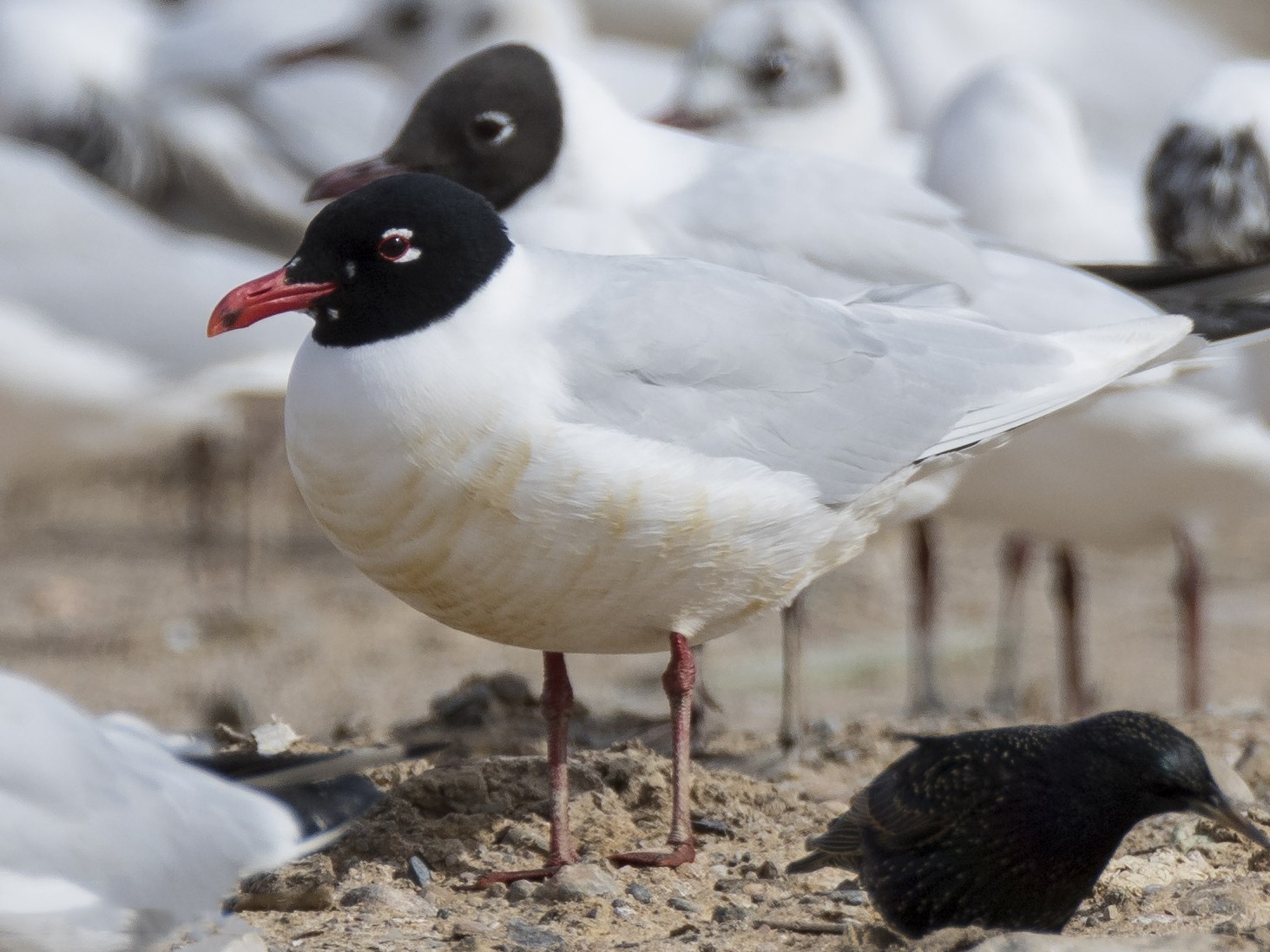 Mediterranean Gull - Ricardo Rodríguez