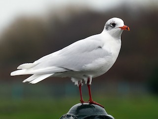 ニシズグロカモメ - eBird