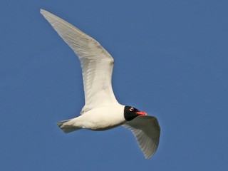 ニシズグロカモメ - eBird