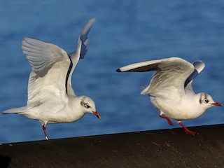 นกเต็มวัยชุดขนนอกฤดูผสมพันธุ์ (with Black-headed Gull) - Nigel Voaden - ML46492571
