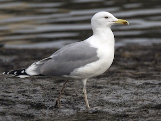  - Caspian Gull