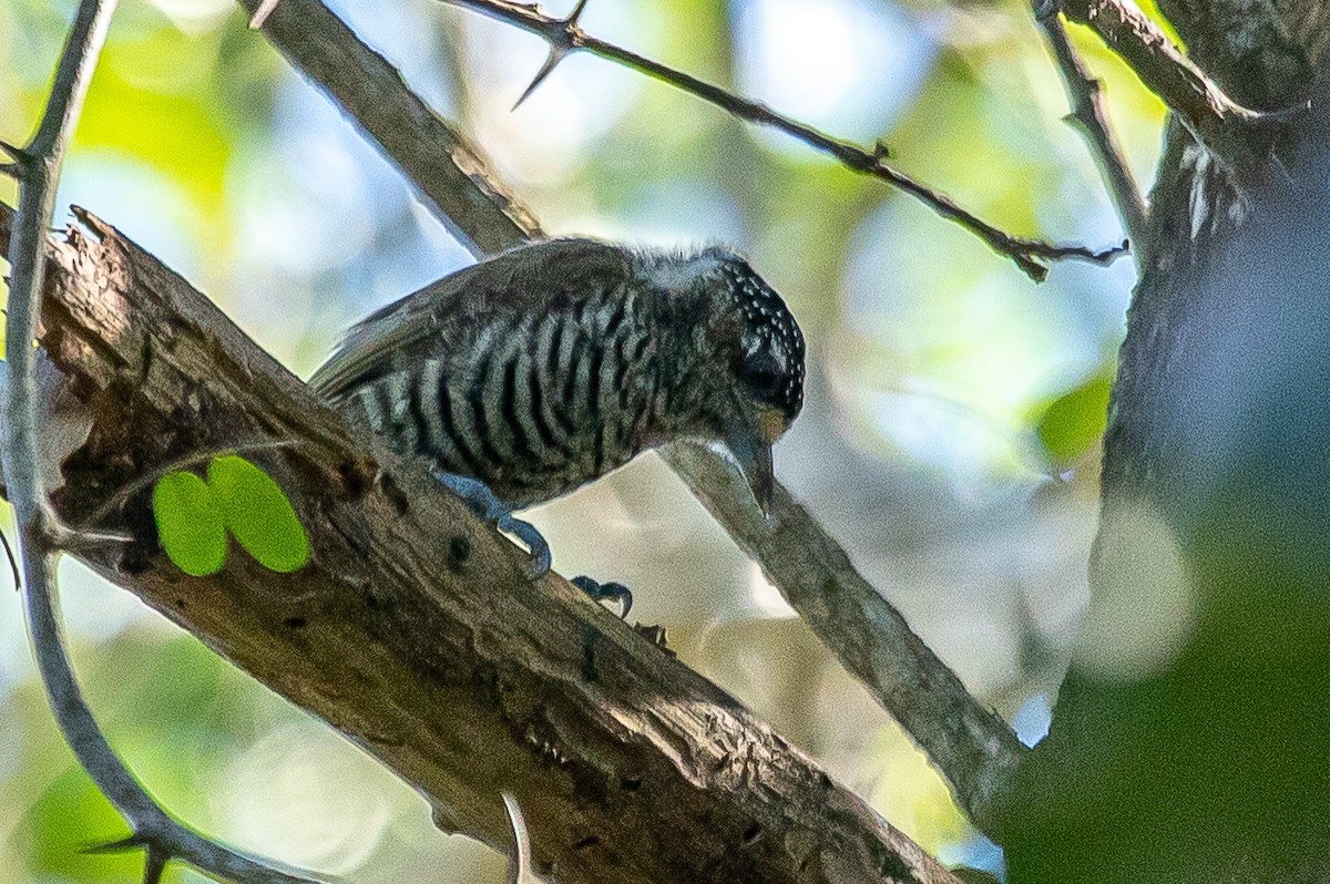 White-barred Piculet - ML464929601