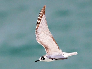 นกเต็มวัยชุดขนนอกฤดูผสมพันธุ์ - Neoh Hor Kee - ML46492991
