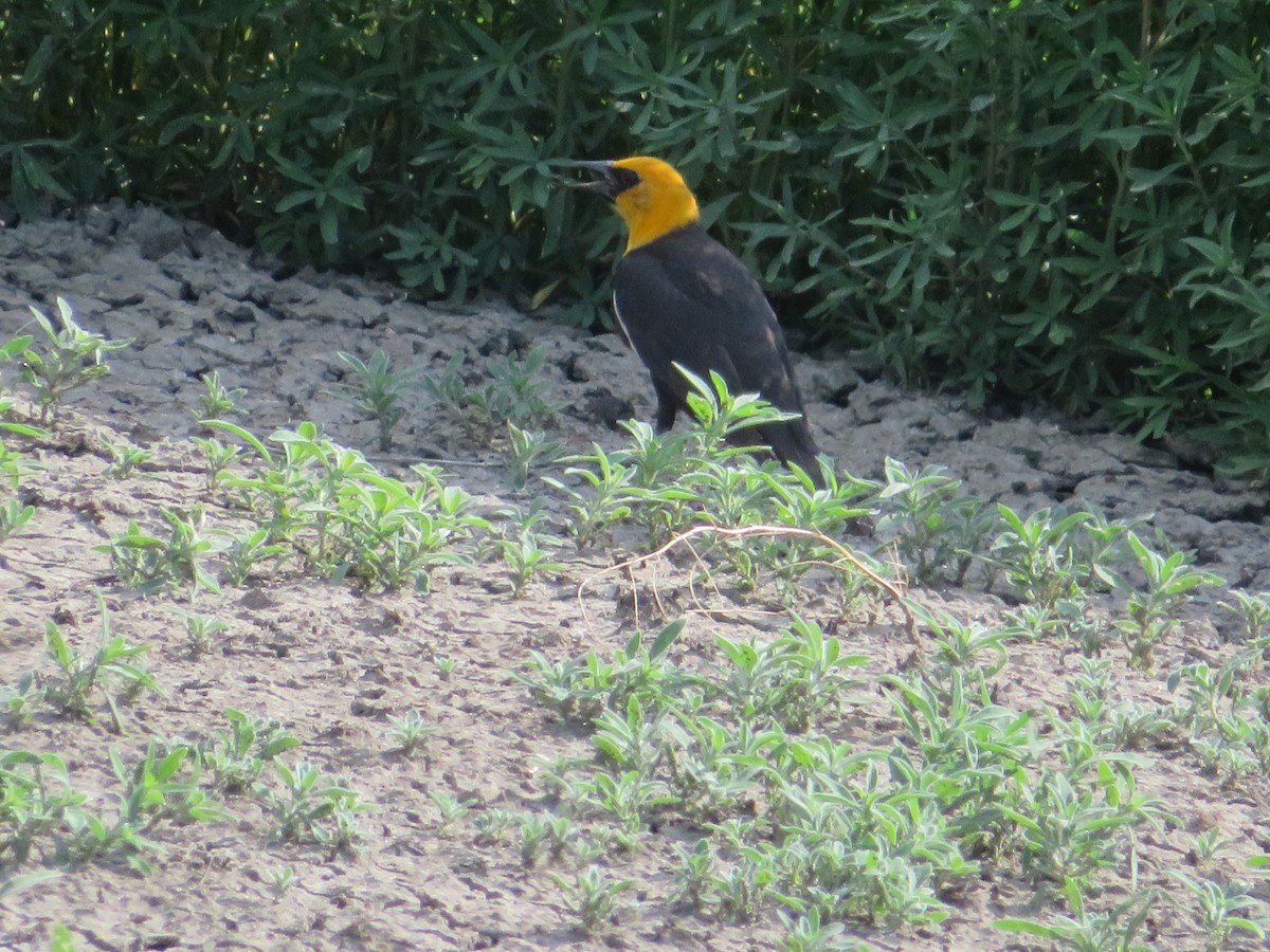 Yellow-headed Blackbird - ML464930391