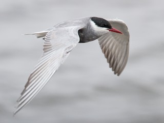  - Whiskered Tern