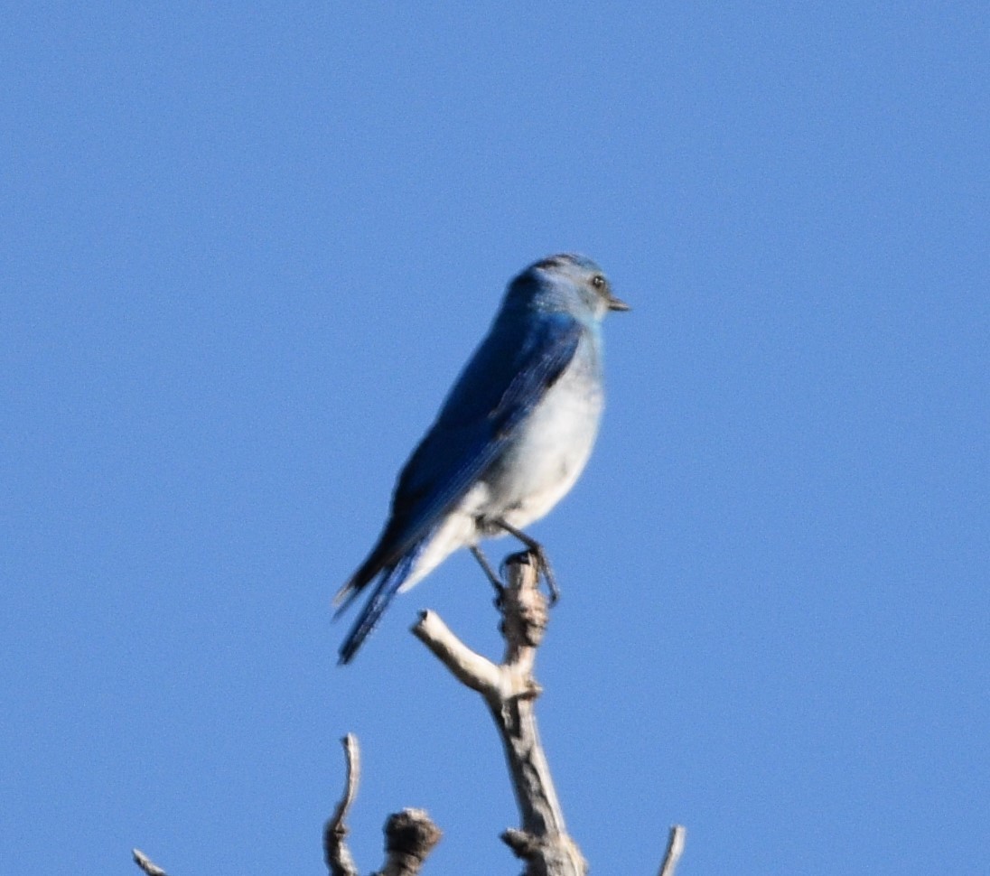 Mountain Bluebird - ML464933961