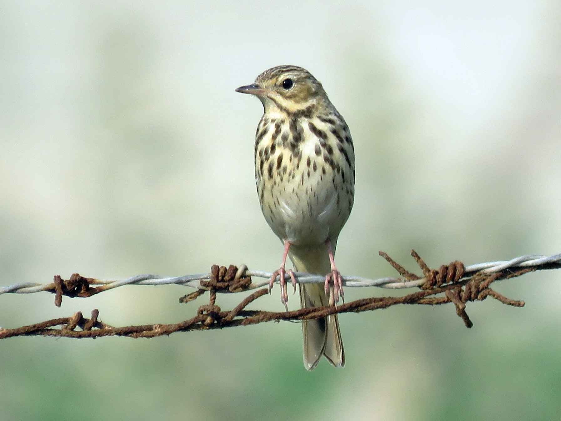 Tree Pipit - Ritvik Singh