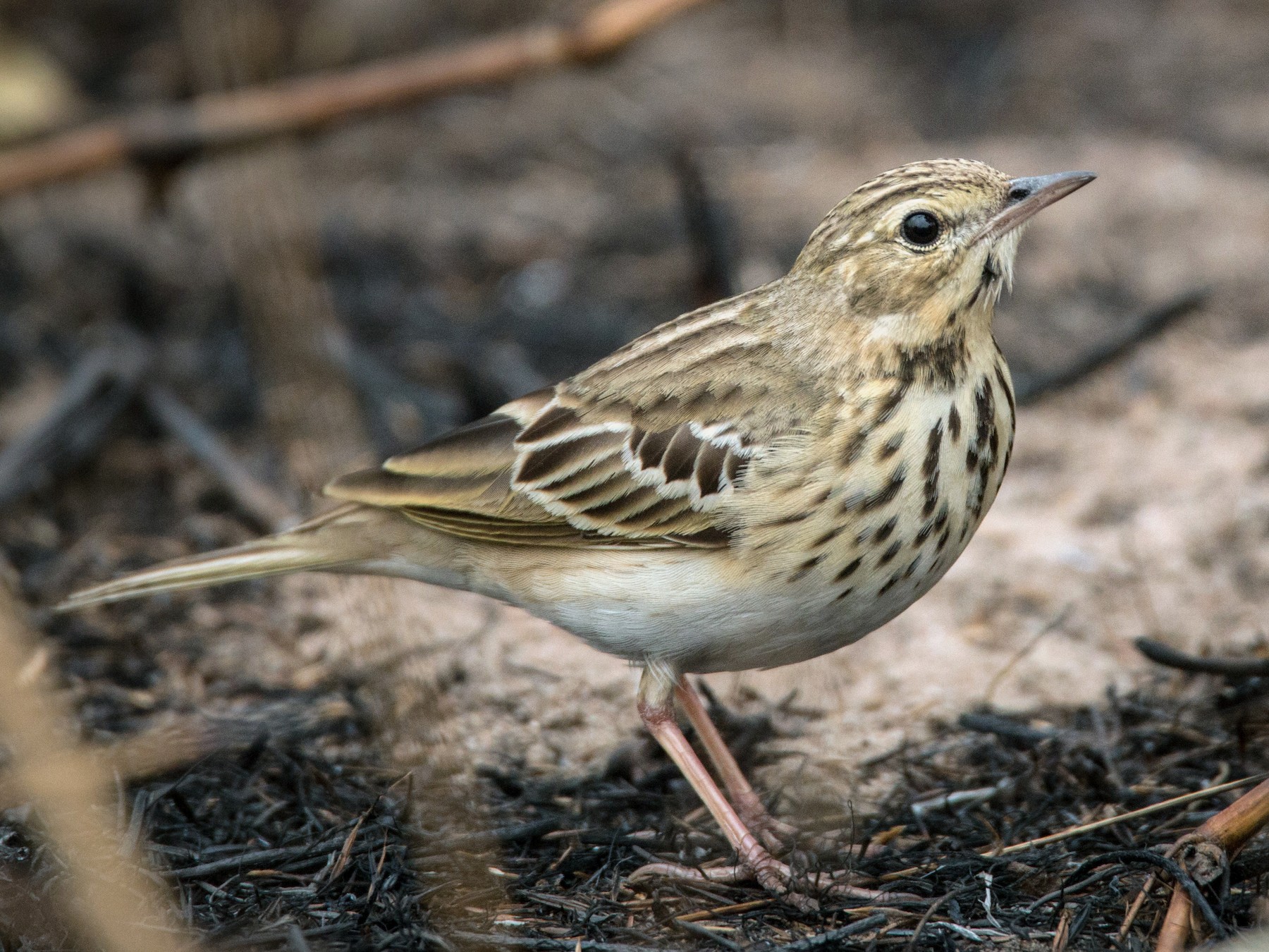 Tree Pipit - Ian Davies