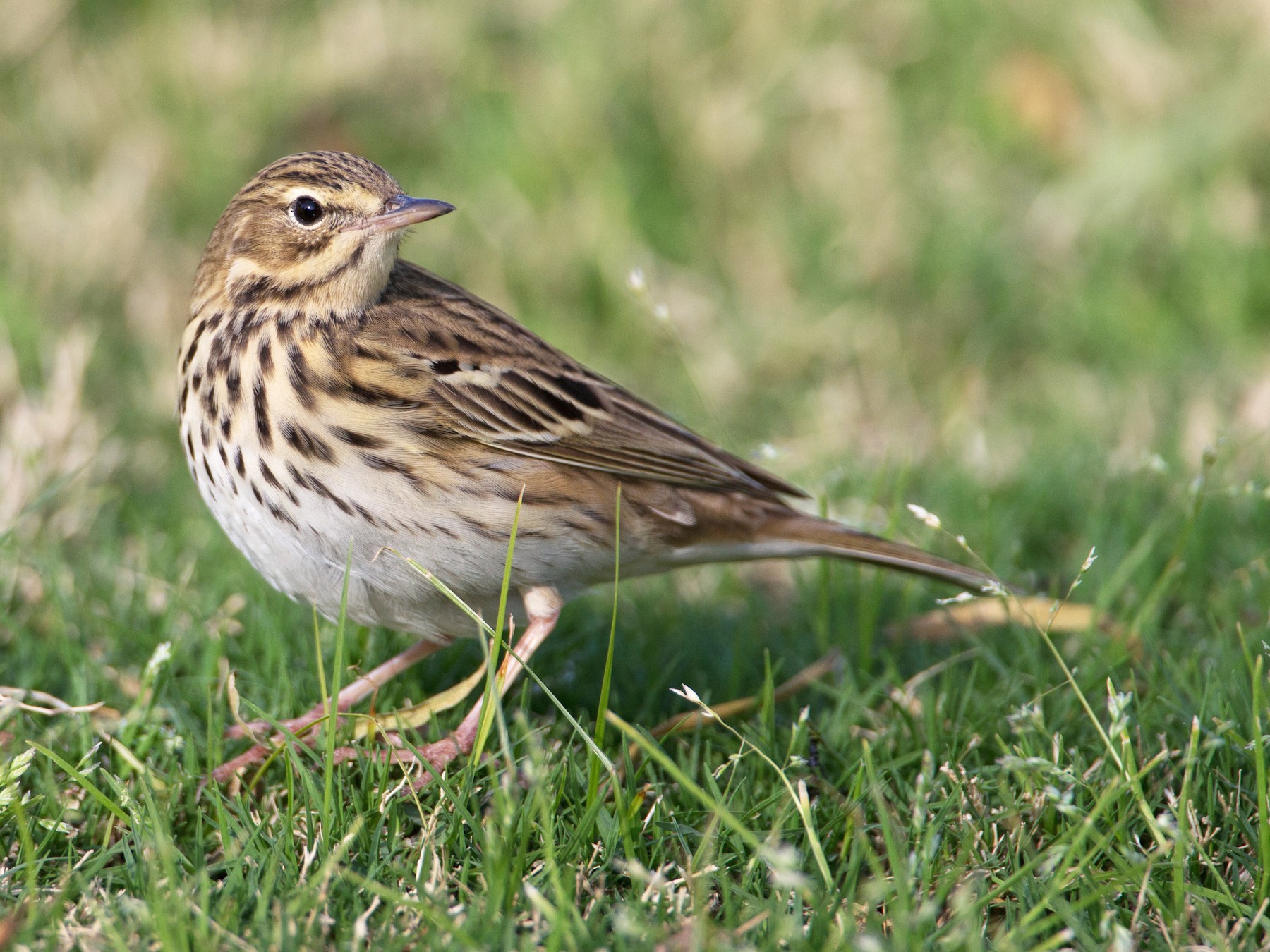 Tree Pipit - Chris Wood