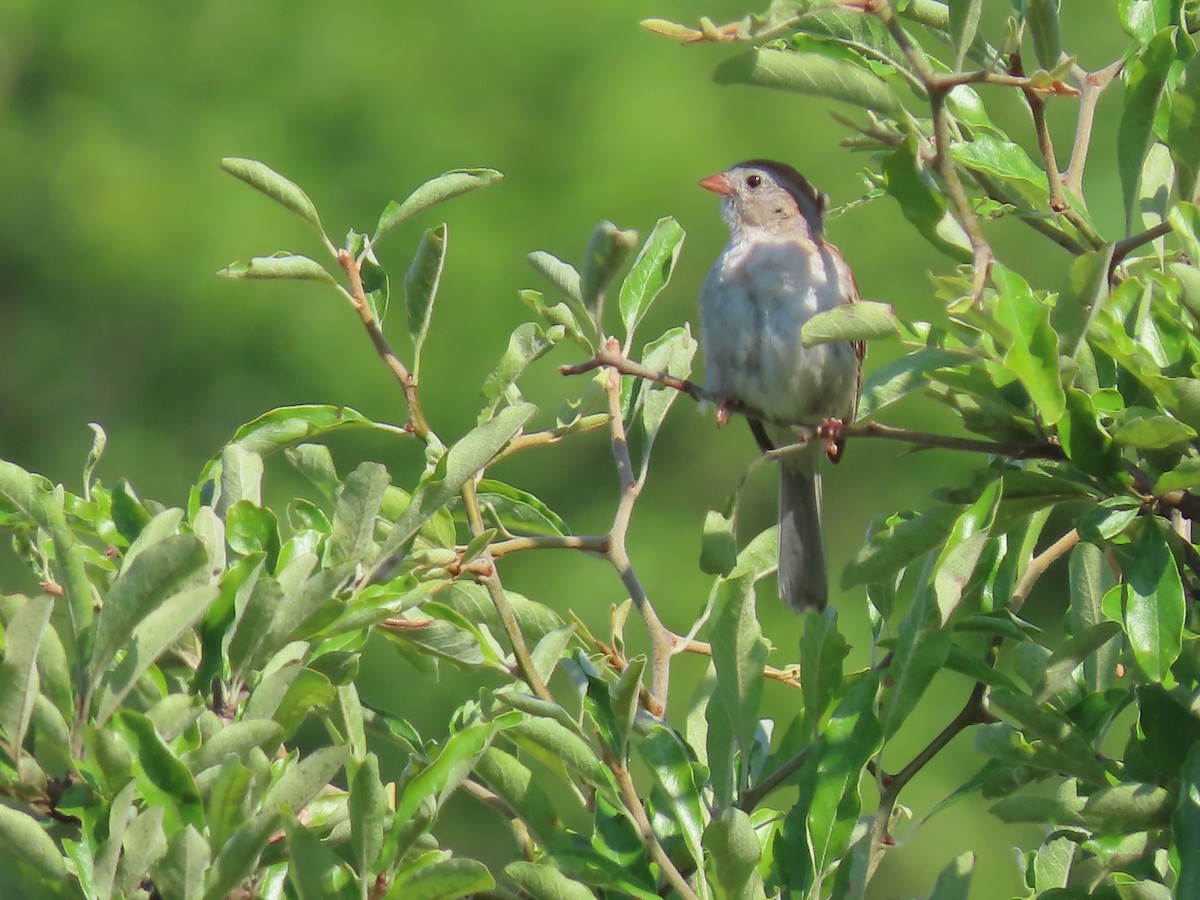 Field Sparrow - Diane Bricmont
