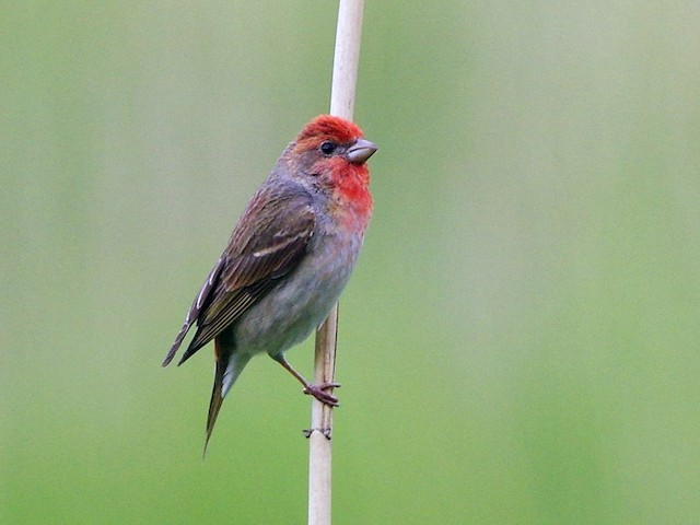 Adult male - Common Rosefinch - 