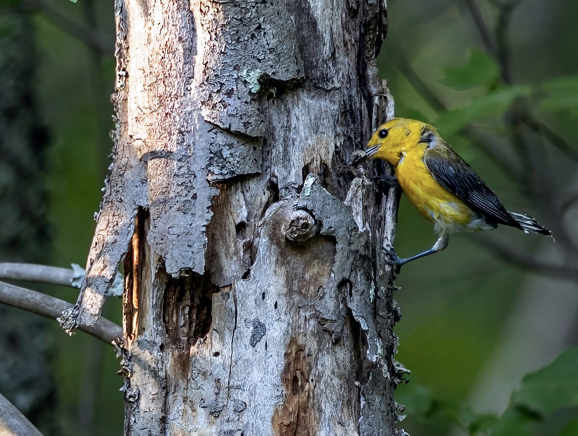 Prothonotary Warbler - ML464949041