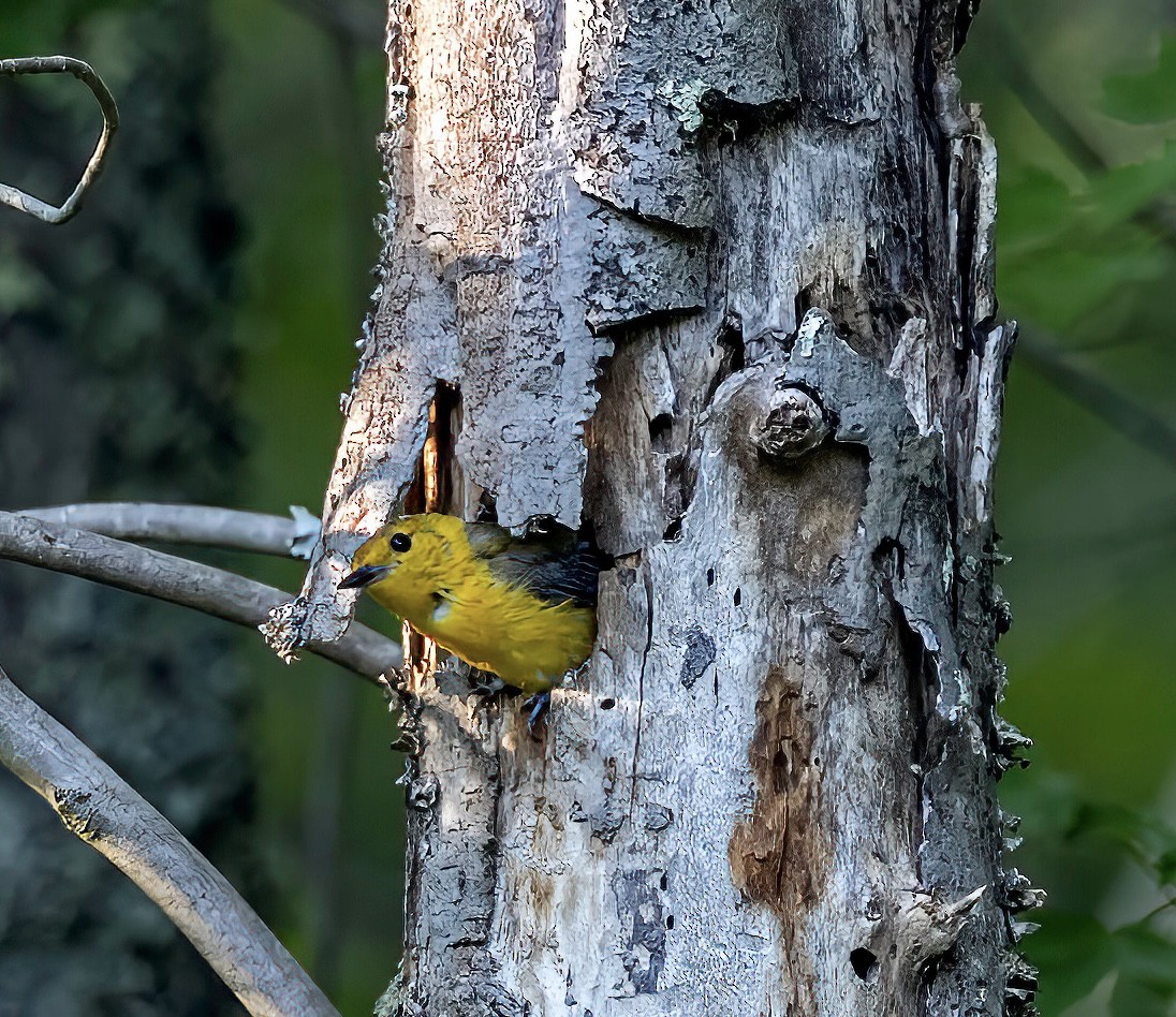 Prothonotary Warbler - ML464949051