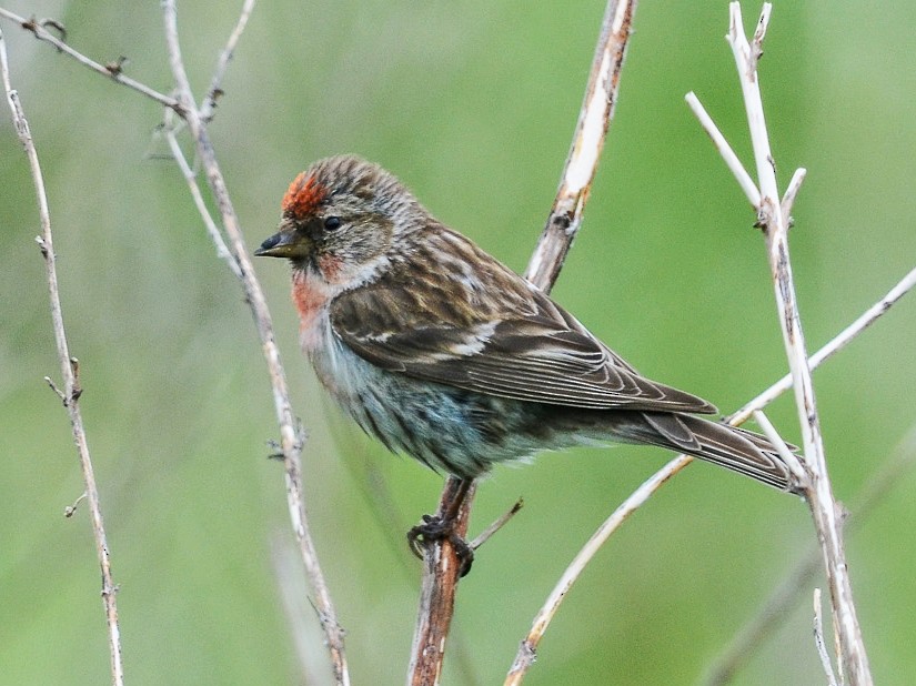 Lesser Redpoll - Nikolaj Mølgaard Thomsen