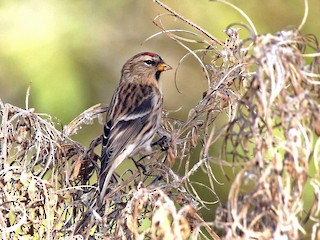 Самка/молодая птица - Paul Chapman - ML46495271