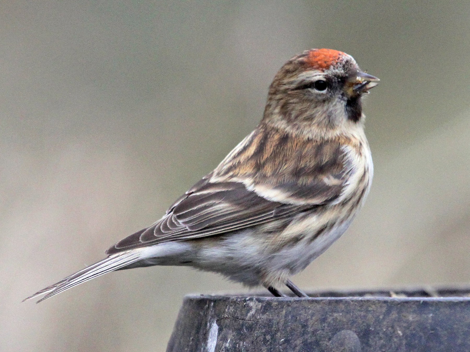 Lesser Redpoll - Paul Lewis