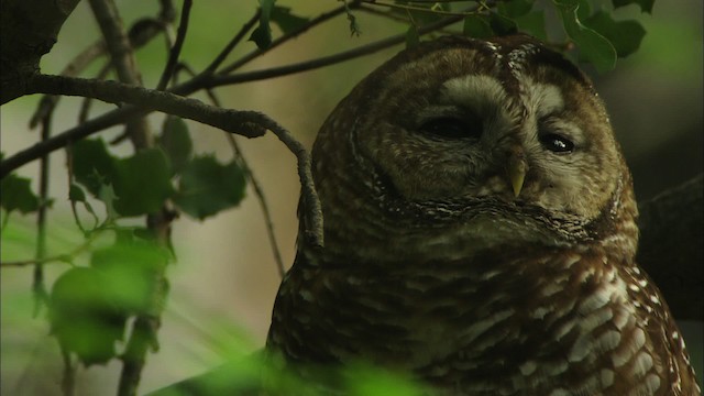 Spotted Owl (Mexican) - ML464953