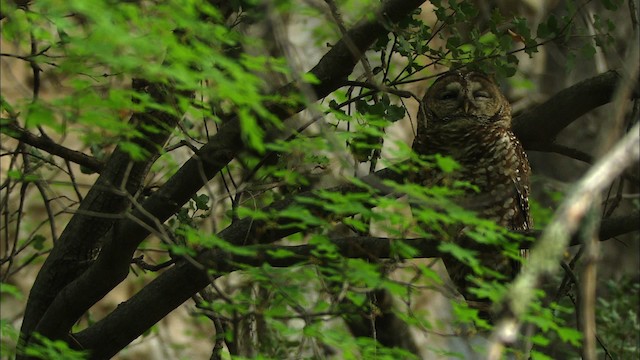 Spotted Owl (Mexican) - ML464955