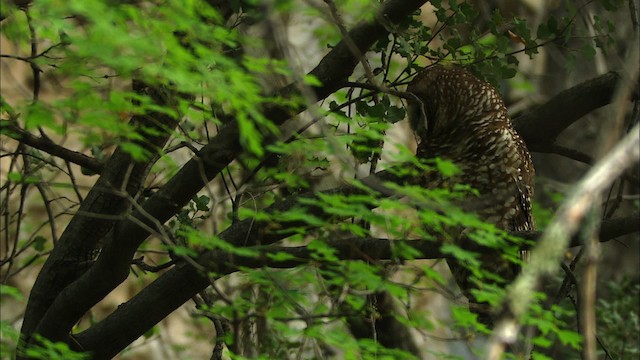 Spotted Owl (Mexican) - ML464956