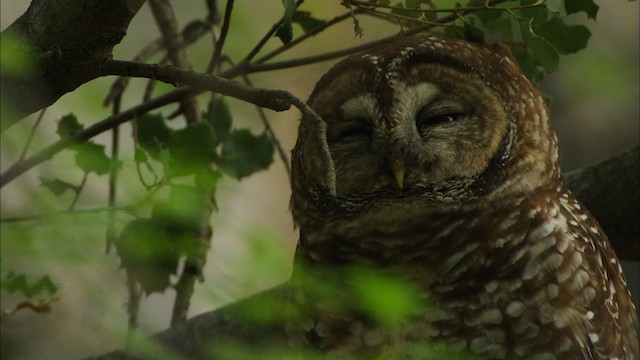 Spotted Owl (Mexican) - ML464957