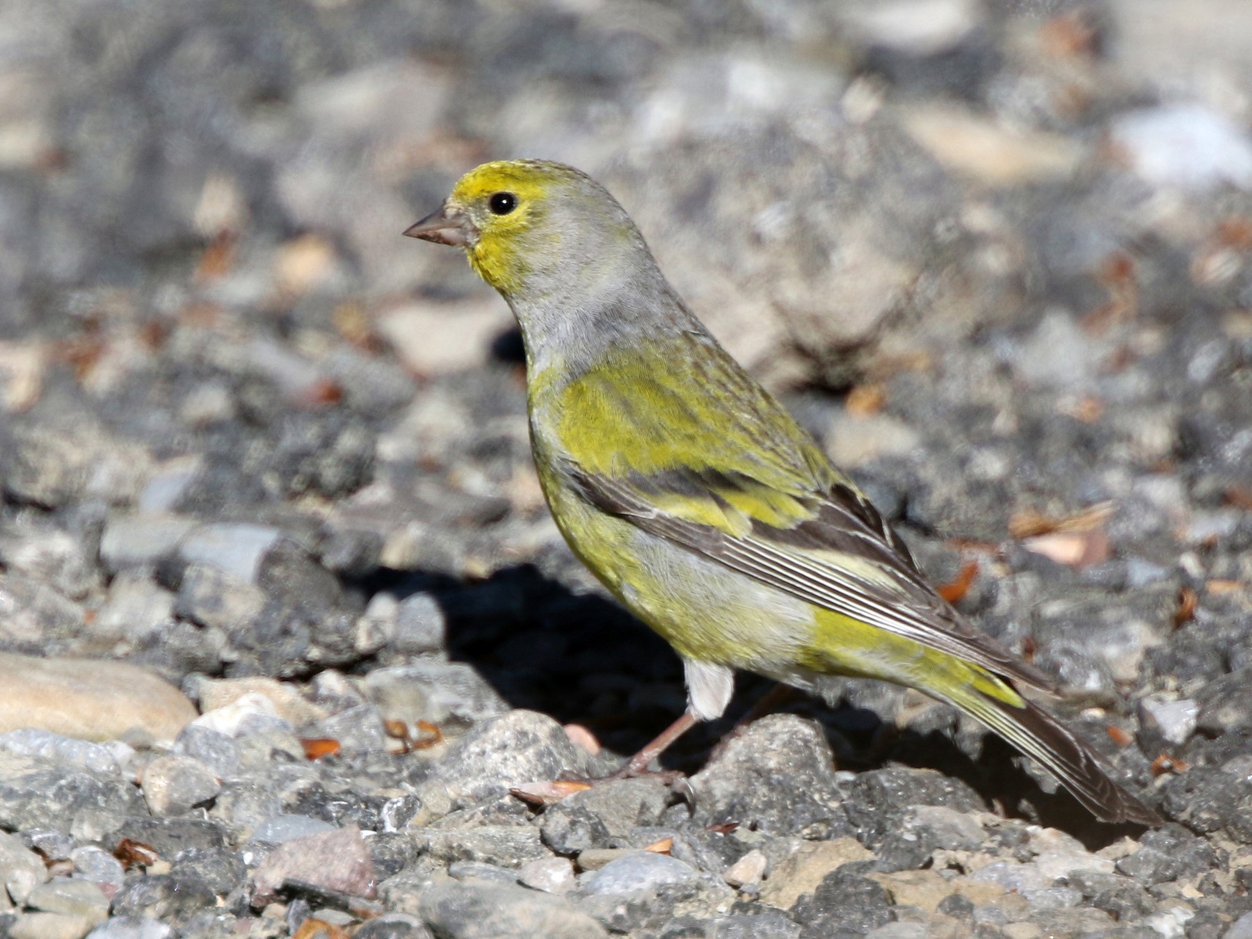 Citril Finch - eBird