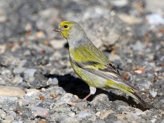 シトロンヒワ - eBird