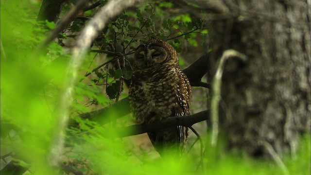 Spotted Owl (Mexican) - ML464959