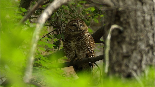 Spotted Owl (Mexican) - ML464960