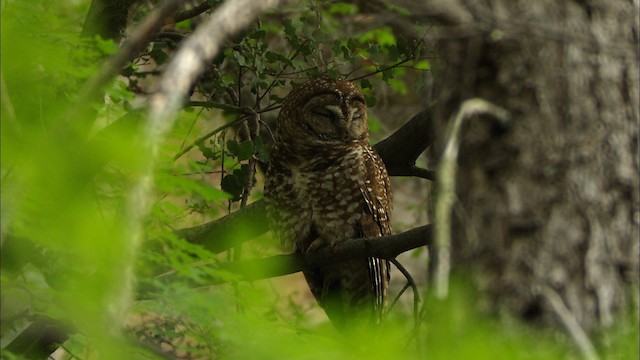 Spotted Owl (Mexican) - ML464961