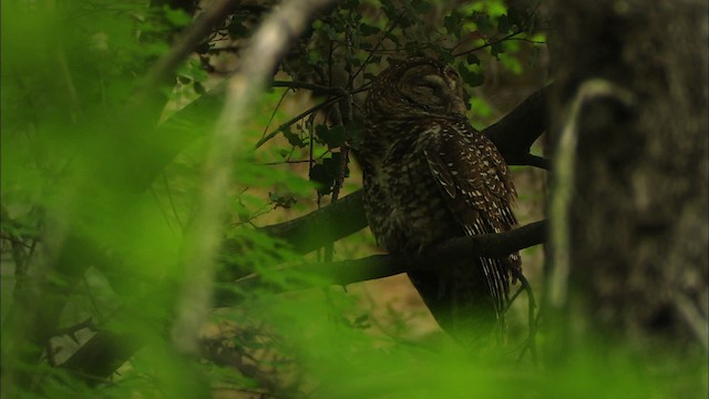 Spotted Owl (Mexican) - ML464962