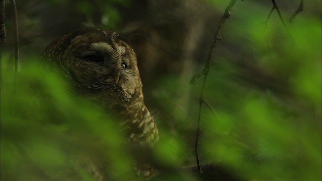 Spotted Owl (Mexican) - ML464964