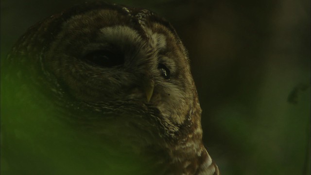 Spotted Owl (Mexican) - ML464965