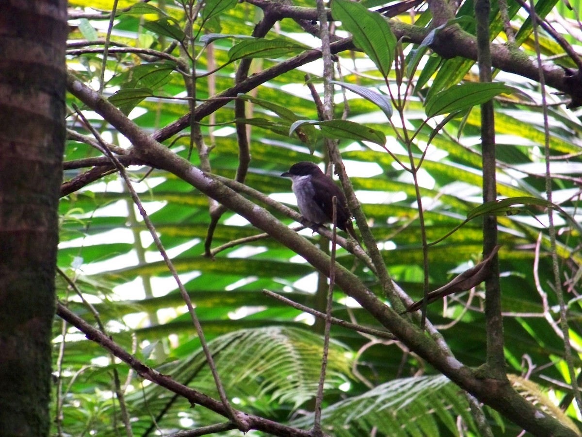 Puerto Rican Tanager - ML464965151