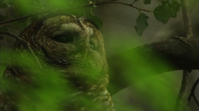 Spotted Owl (Mexican) - ML464966