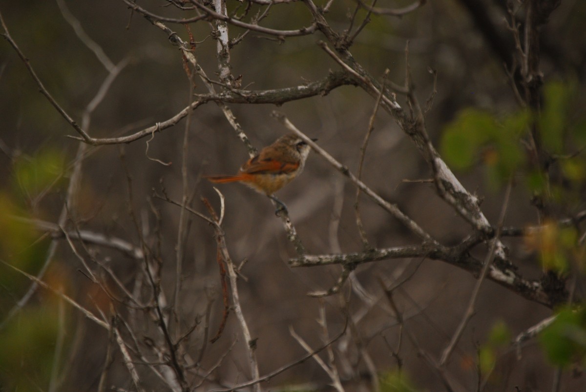 Necklaced Spinetail - ML464970321