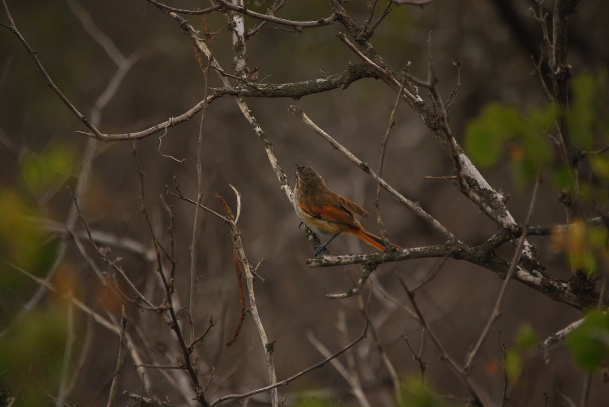 Necklaced Spinetail - ML464970331