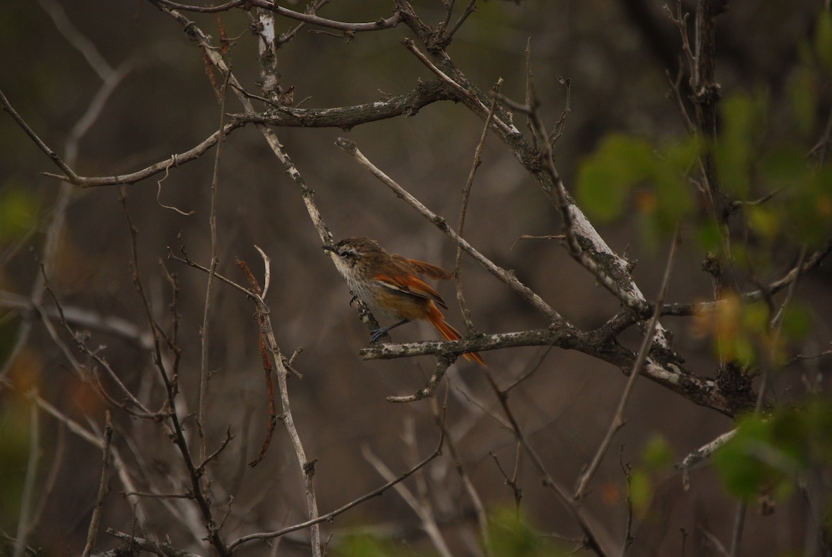 Necklaced Spinetail - ML464970351