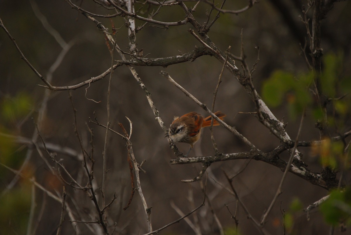 Necklaced Spinetail - Agustin Carrasco