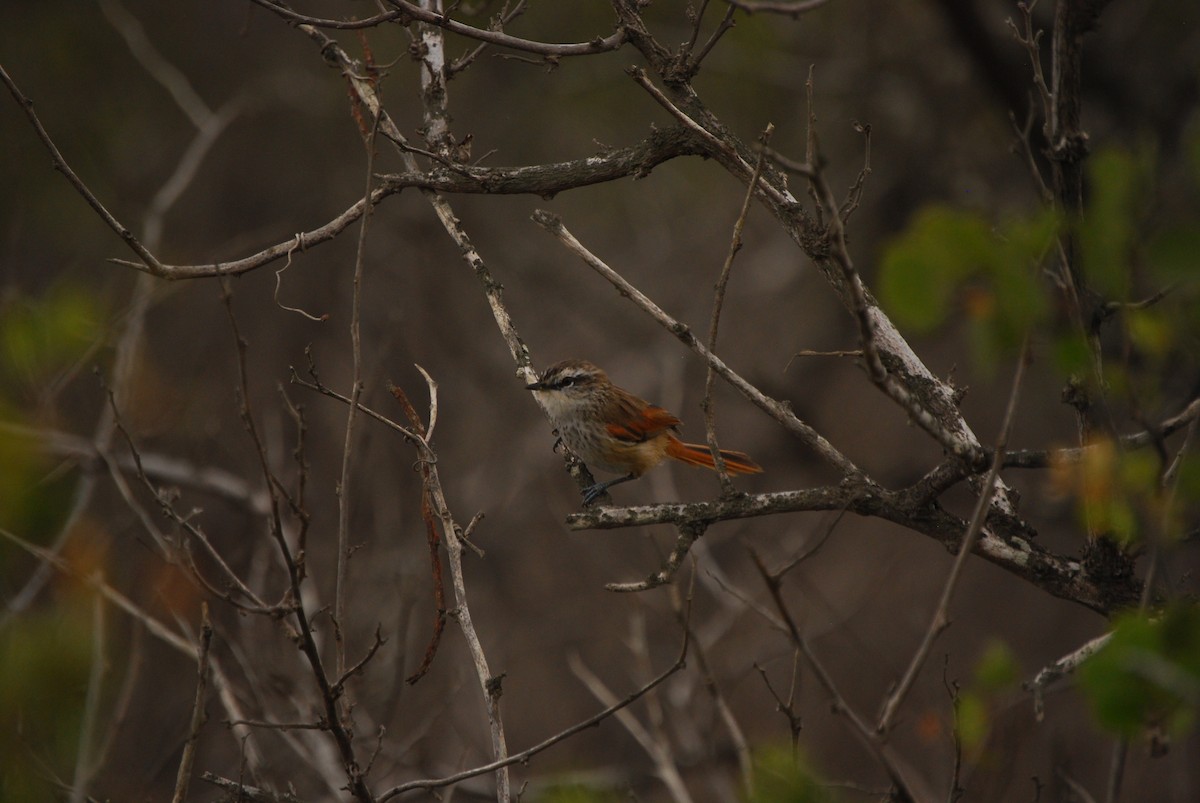 Necklaced Spinetail - ML464970381