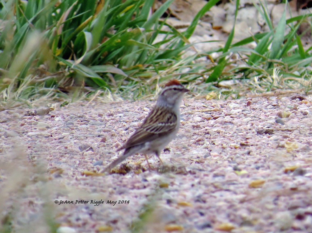 Chipping Sparrow - ML46497321