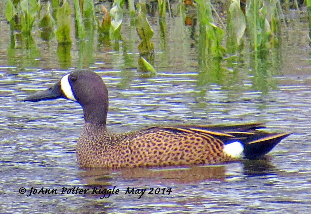 Blue-winged Teal - ML46497381
