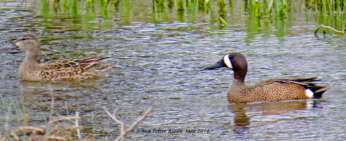 Blue-winged Teal - ML46497401