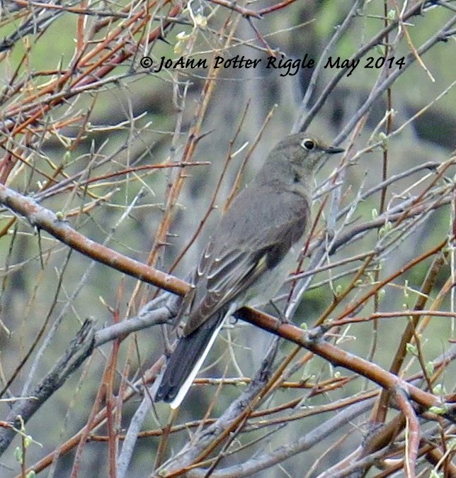 Townsend's Solitaire - ML46497741