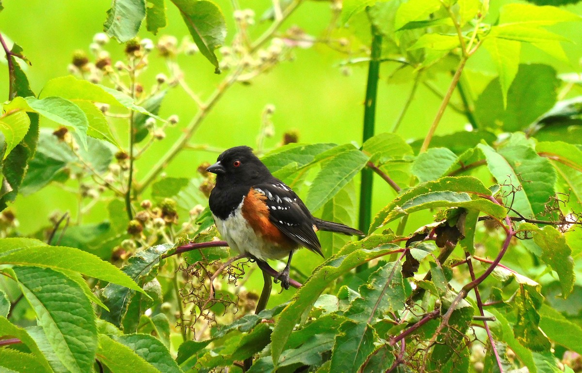 Spotted Towhee - ML464977841