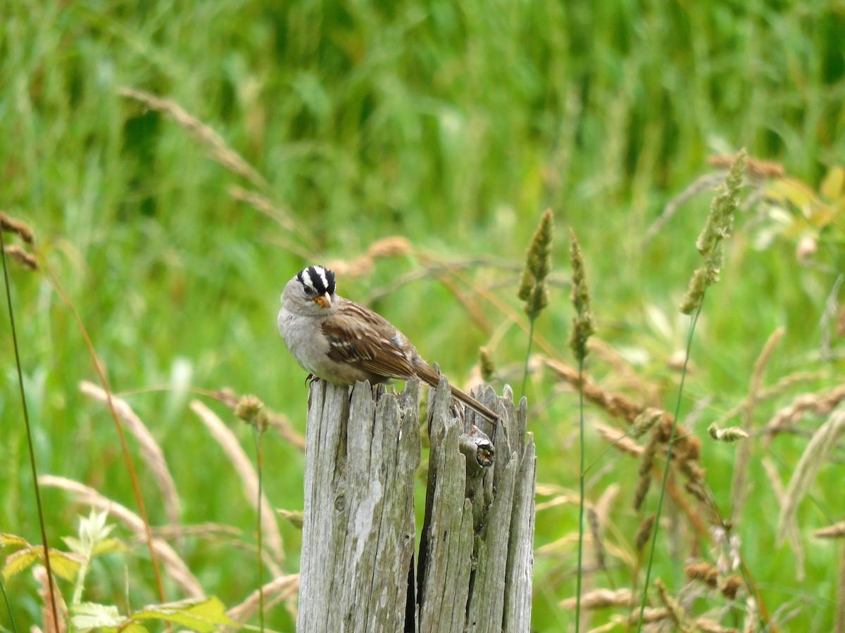 White-crowned Sparrow - ML464977871