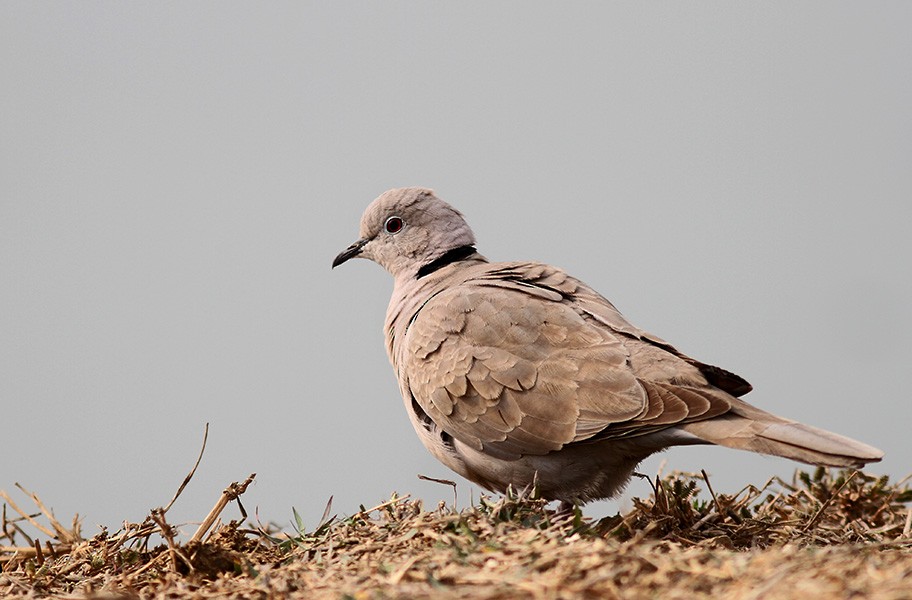 Eurasian Collared-Dove - PANKAJ GUPTA